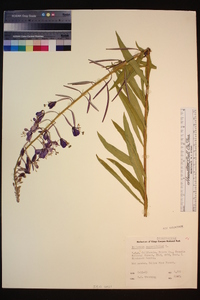 Chamerion angustifolium image